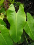 Philodendron meridionale (6)