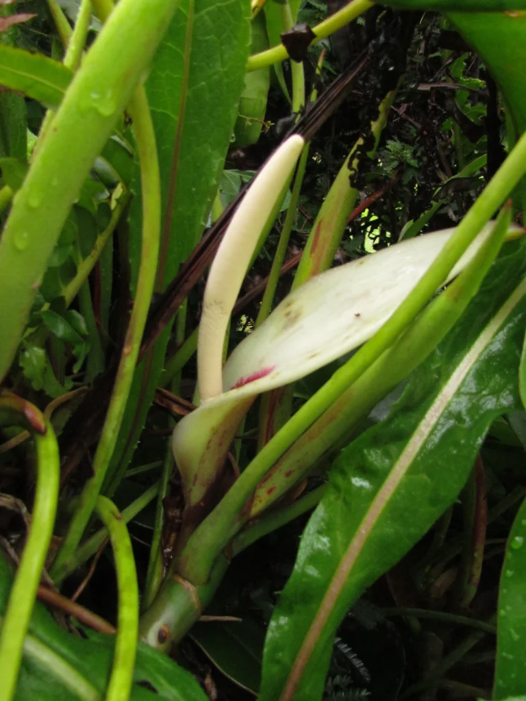Philodendron meridionale (3)