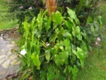 Philodendron meridionale (4)
