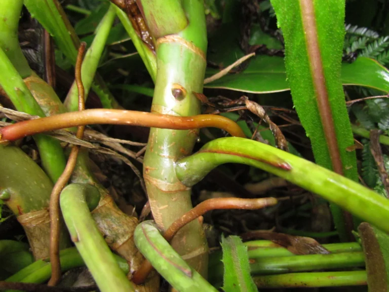 Philodendron meridionale (2)