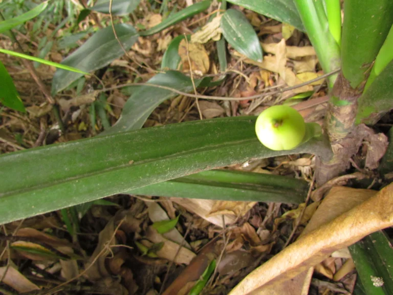 Philodendron martianum (7)