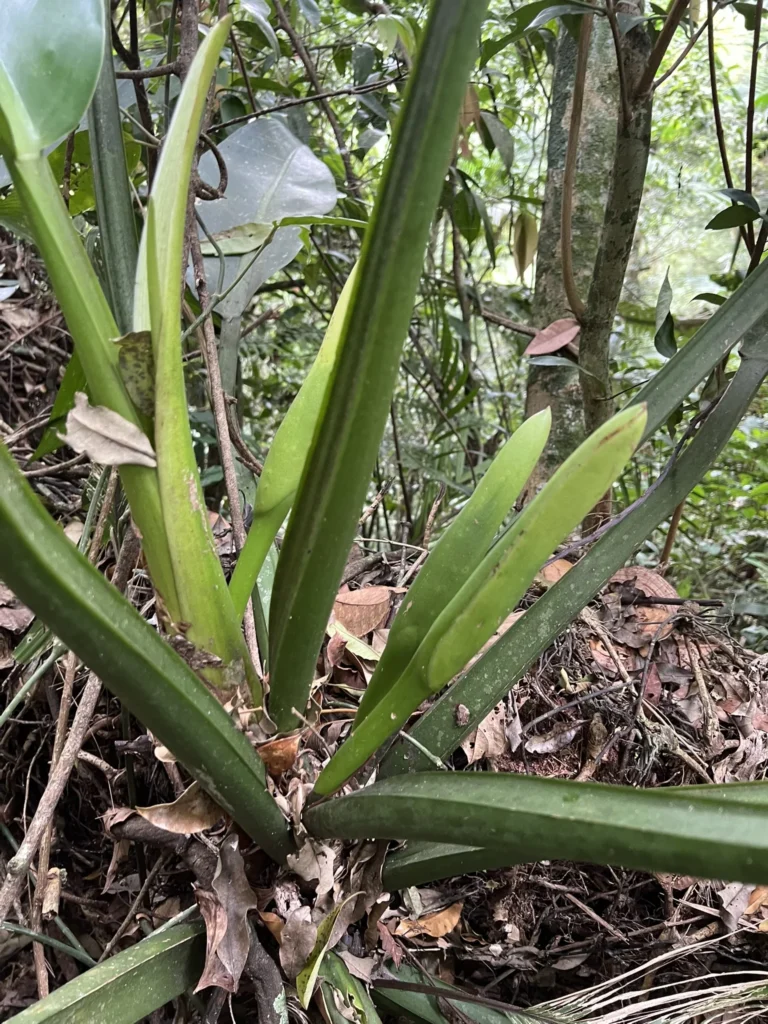 Philodendron martianum (7)