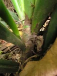 Philodendron martianum (6)