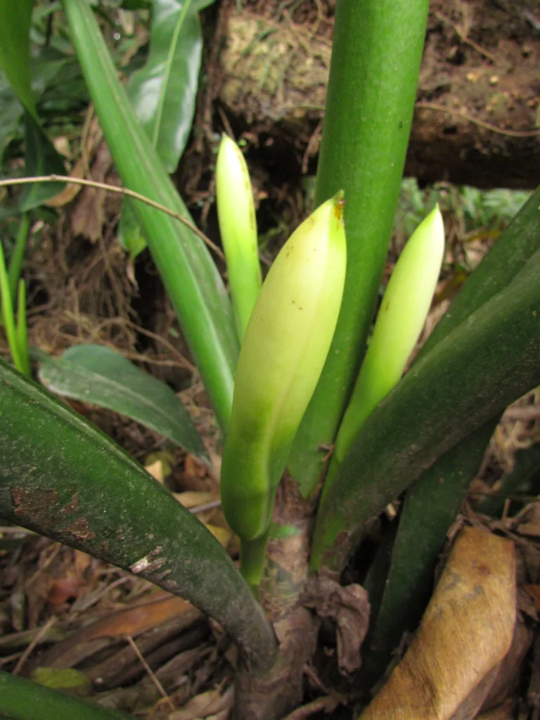 Philodendron martianum (5)