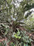 Philodendron martianum (5)