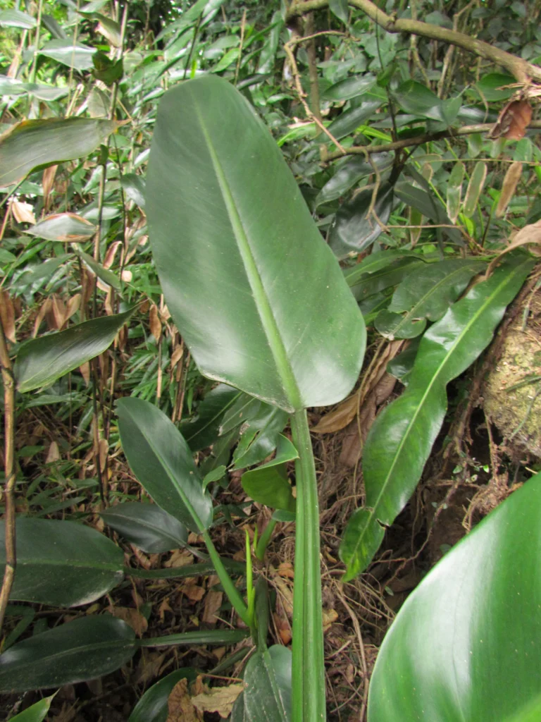 Philodendron martianum (4)