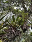 Philodendron martianum (4)