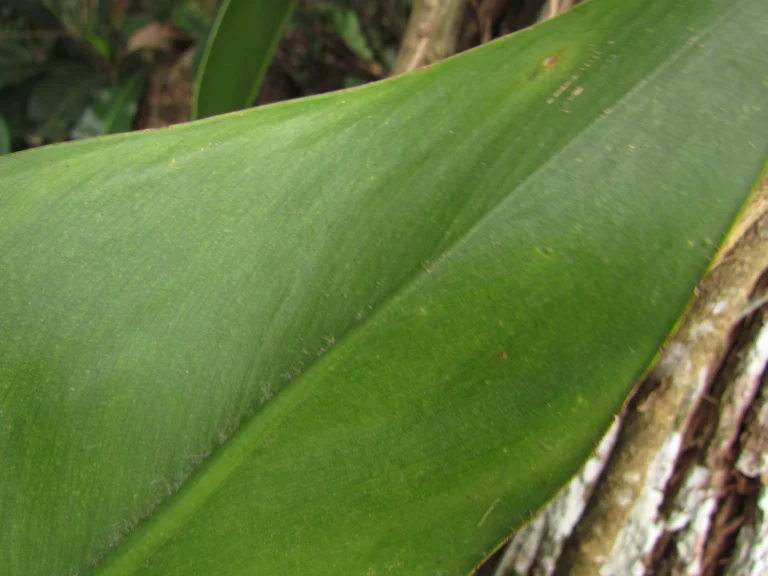 Philodendron martianum (1)
