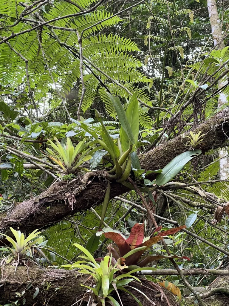 Philodendron martianum (1)