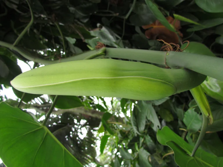 Philodendron hederaceum (14)