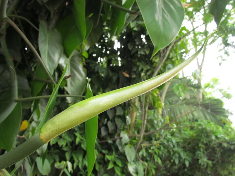 Philodendron hederaceum (10)