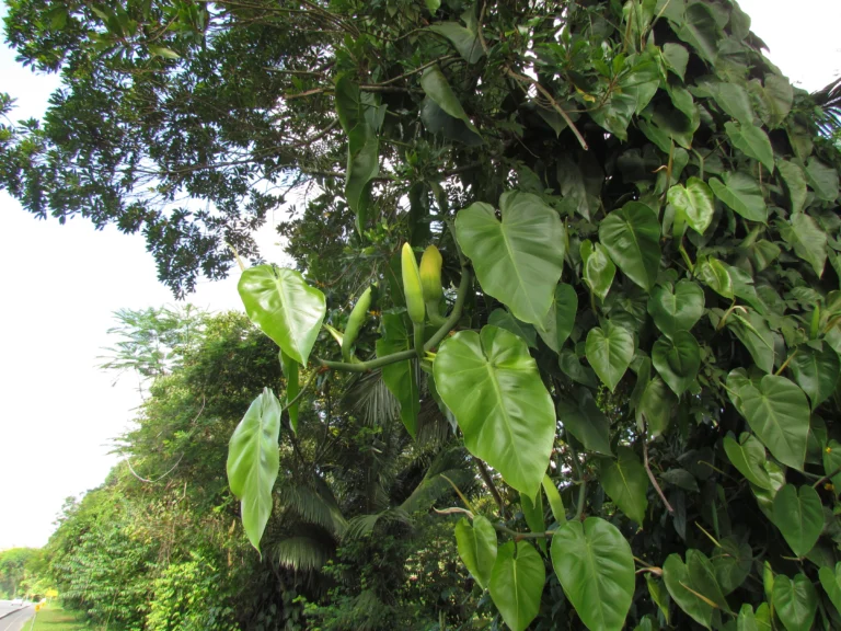 Philodendron hederaceum (9)