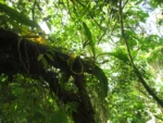 Philodendron crassinervium (22)