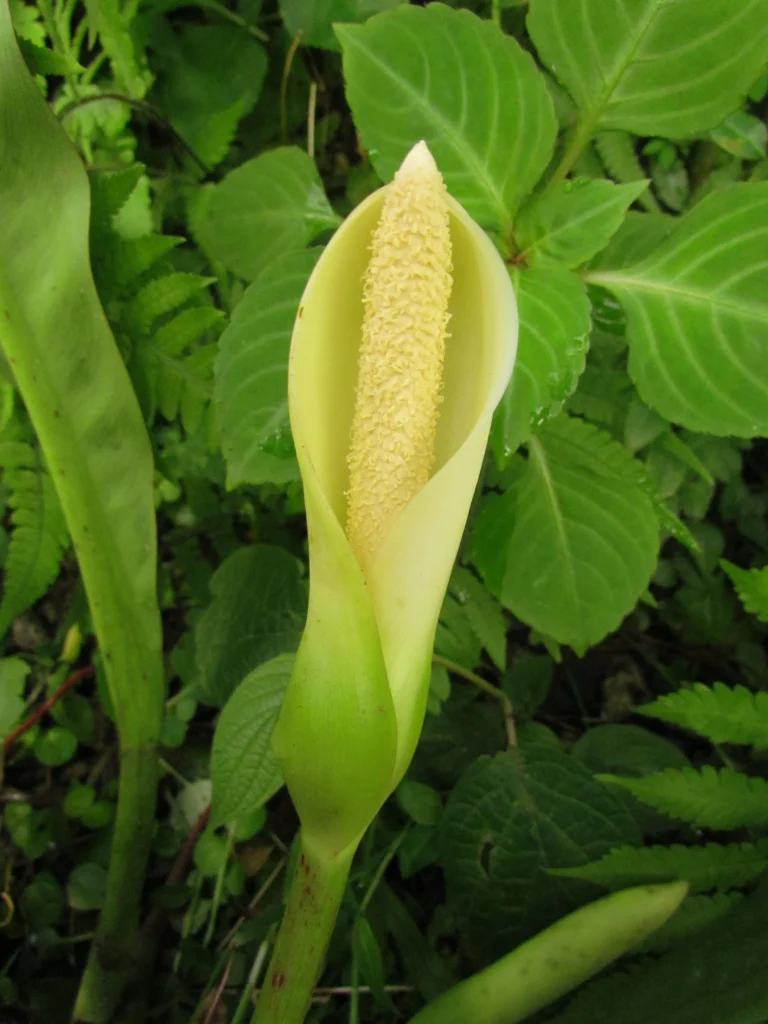 Philodendron crassinervium (20)