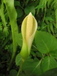 Philodendron crassinervium (12)