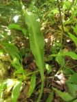 Philodendron crassinervium (3)