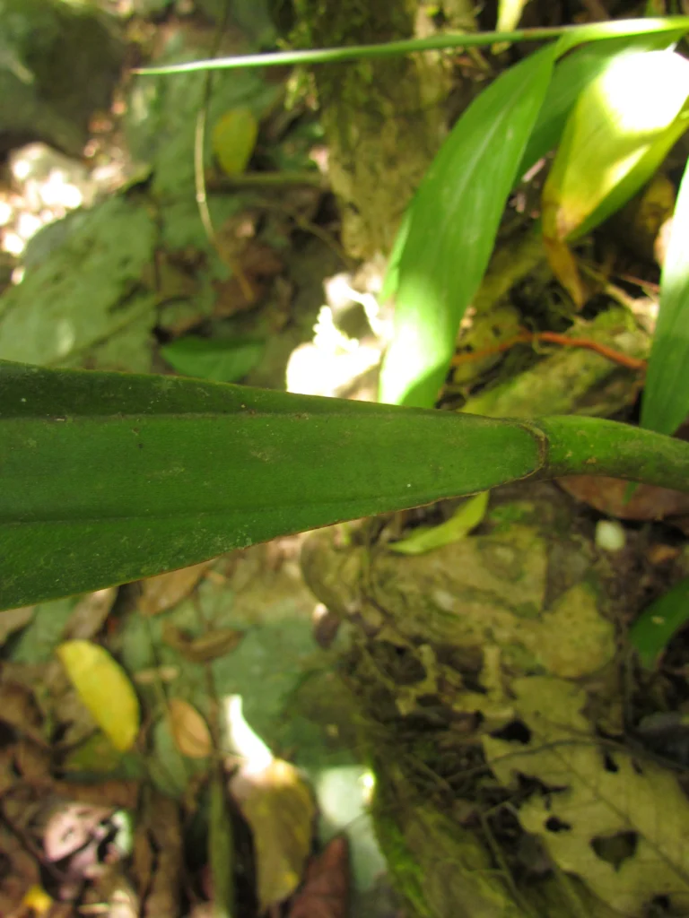 Philodendron crassinervium (1)