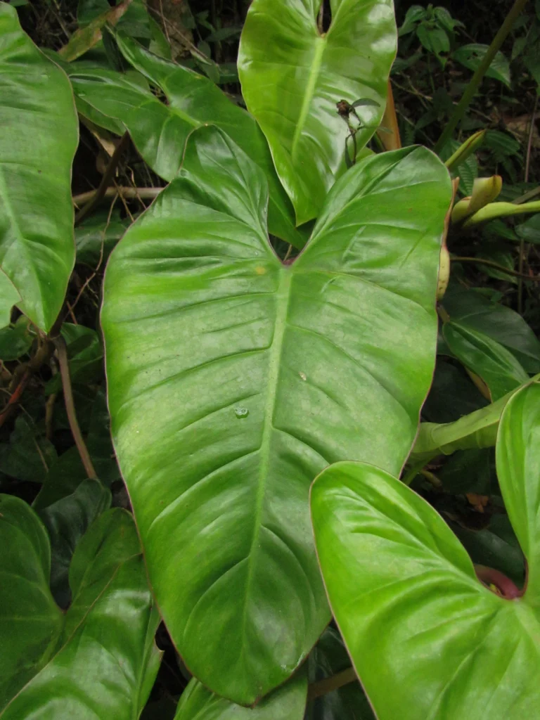 Philodendron appendiculatum (32)