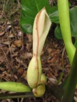 Philodendron appendiculatum (30)