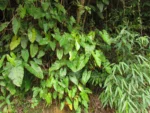 Philodendron appendiculatum (31)