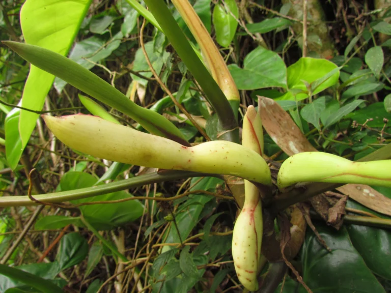 Philodendron appendiculatum (26)