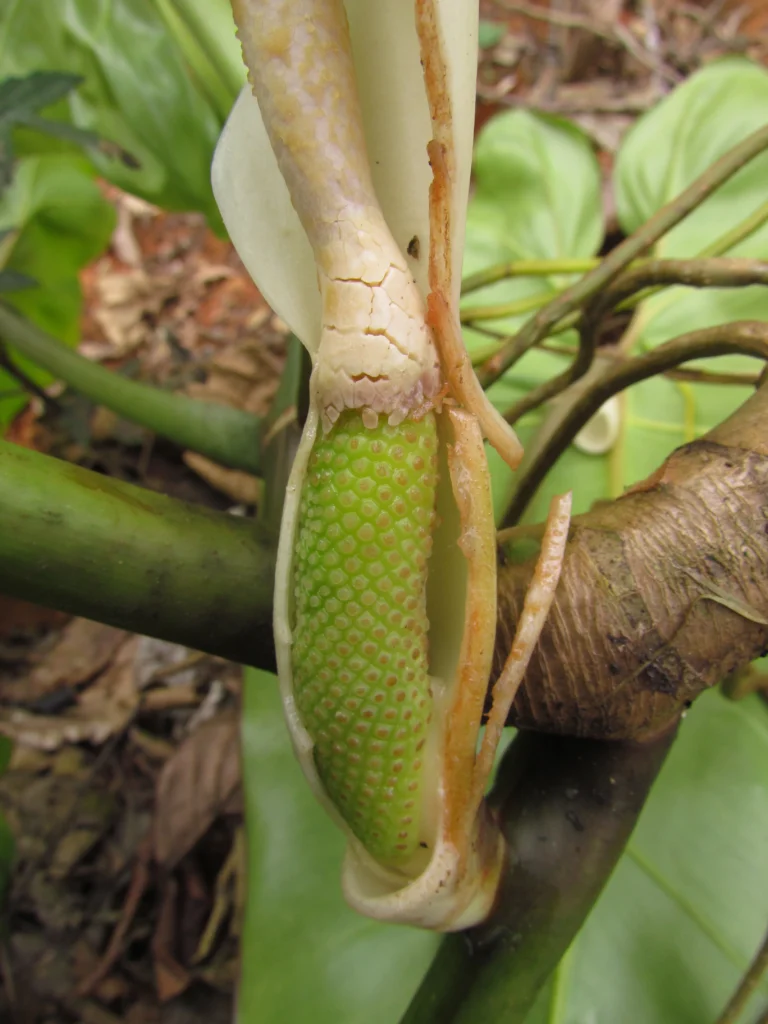 Philodendron appendiculatum (24)