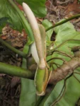 Philodendron appendiculatum (25)