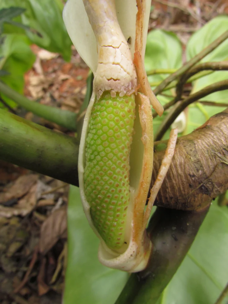 Philodendron appendiculatum (23)