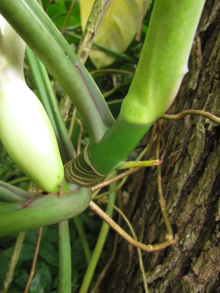 Philodendron appendiculatum (20)