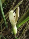 Philodendron appendiculatum (18)
