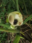 Philodendron appendiculatum (16)