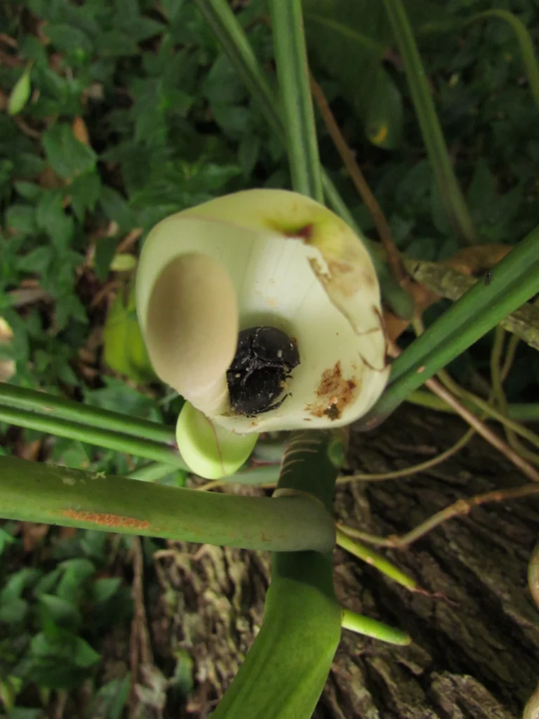 Philodendron appendiculatum (16)