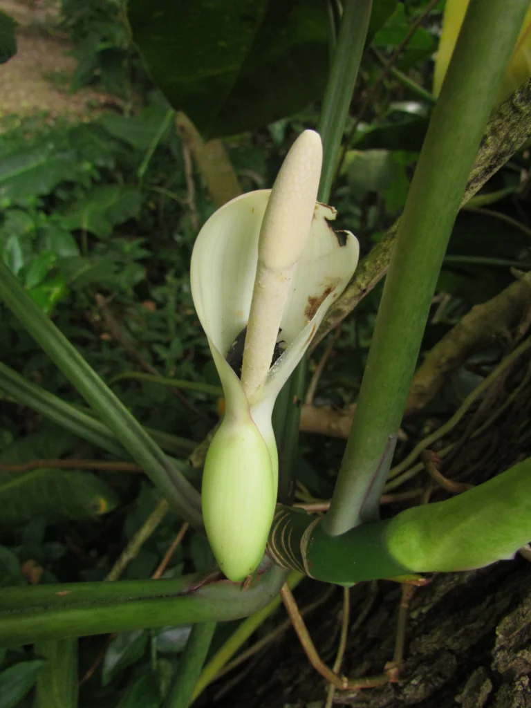 Philodendron appendiculatum (17)