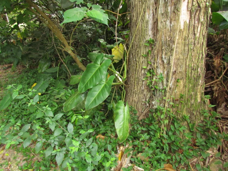 Philodendron appendiculatum (13)