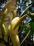 Philodendron appendiculatum (1)