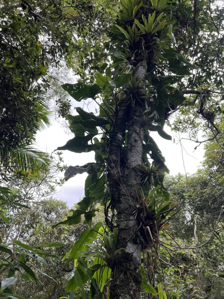 Philodendron appendiculatum (1)