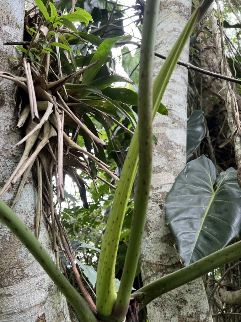 Phildendron cordatum (29)