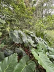 Phildendron cordatum (26)