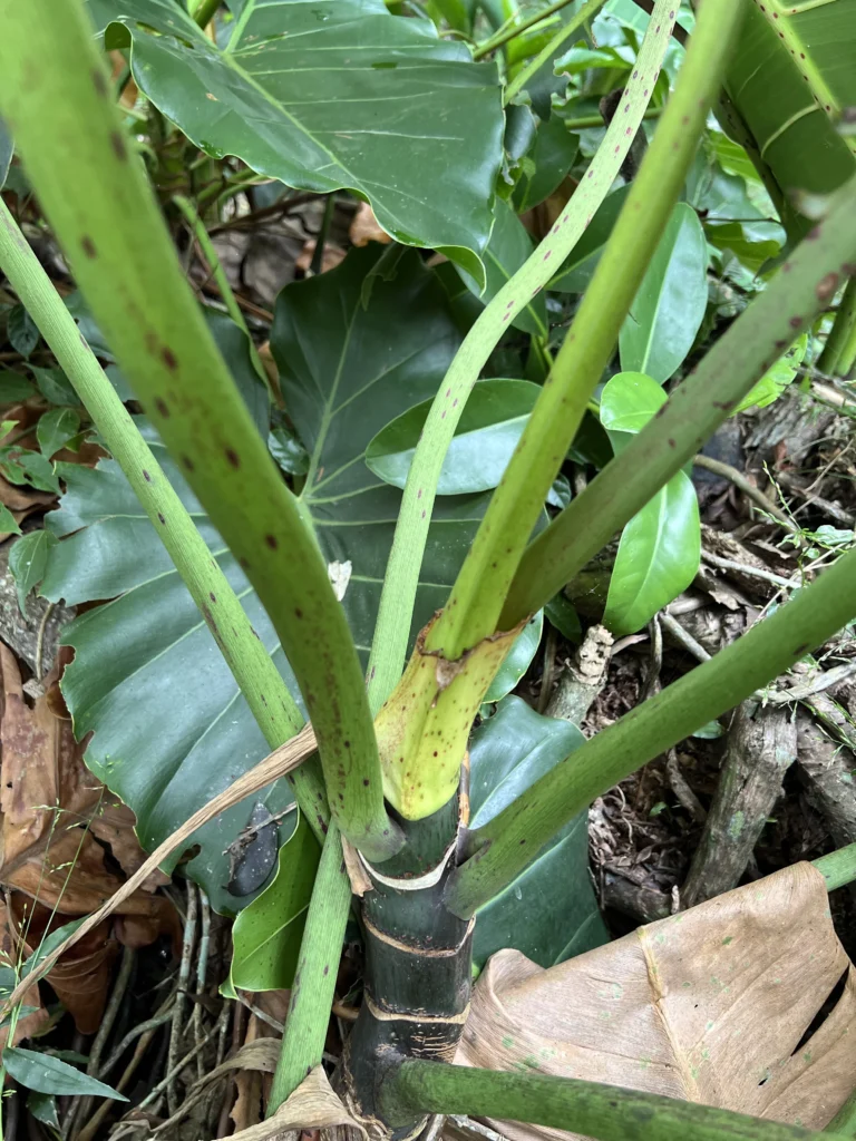 Phildendron cordatum (23)