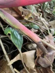Phildendron cordatum (14)