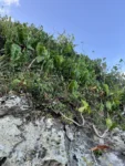 Phildendron cordatum (12)