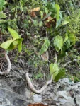 Phildendron cordatum (13)