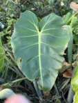 Phildendron cordatum (10)