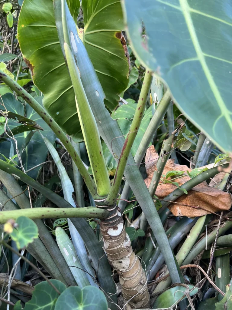 Phildendron cordatum (11)