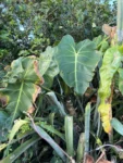 Phildendron cordatum (8)