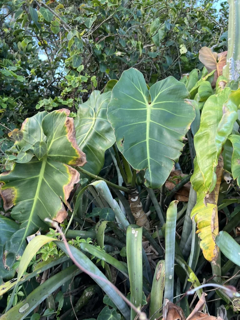 Phildendron cordatum (8)