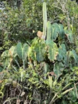 Phildendron cordatum (6)