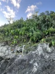 Phildendron cordatum (4)