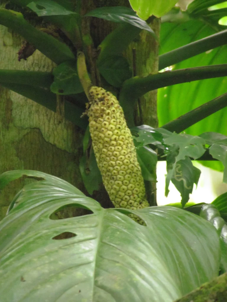 Monstera addansonii (18)