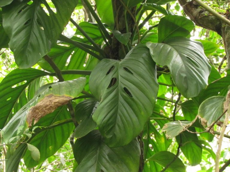 Monstera addansonii (19)